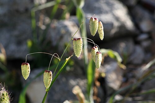 Big quakinggrass: Briza maxima
