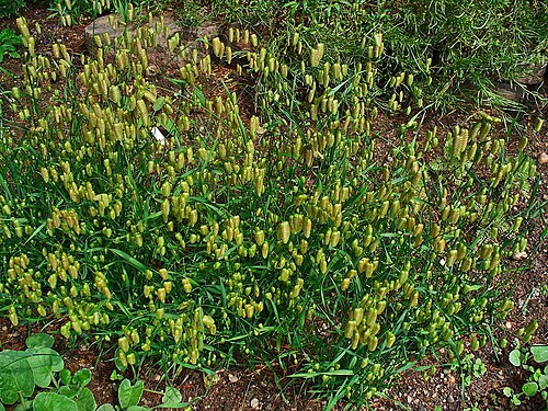 Big quakinggrass: Briza maxima , Poaceae, Big Quaking Grass, Great Quaking Grass, Large Quaking Grass , Quaking Grass, Blowfly Grass, Shelly Grass, habitus; Botanical Garden KIT,