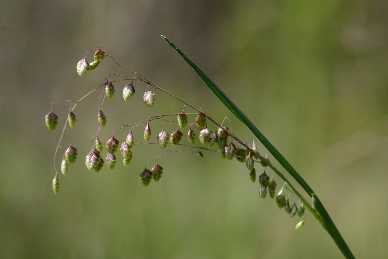 Perennial quakinggrass: Briza media