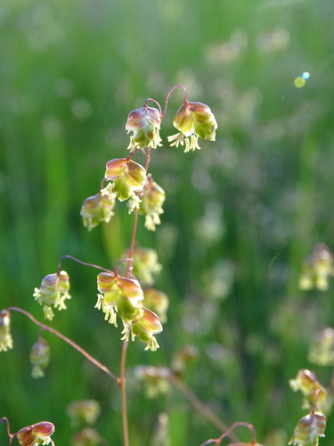 Perennial quakinggrass (Briza media)