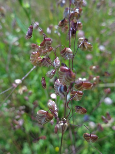 Perennial quakinggrass (Briza media)