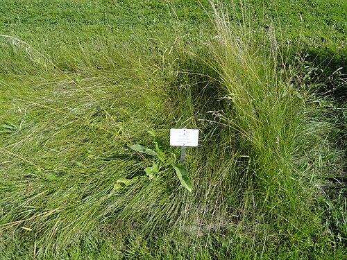 Perennial quakinggrass: Botanical specimen. The University of Helsinki Botanical Garden at Kaisaniemi