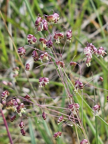 Perennial quakinggrass (Briza media)