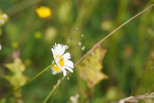 Perennial quakinggrass (Briza media)