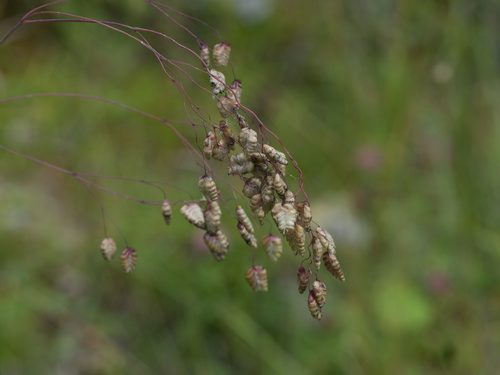 Perennial quakinggrass (Briza media)
