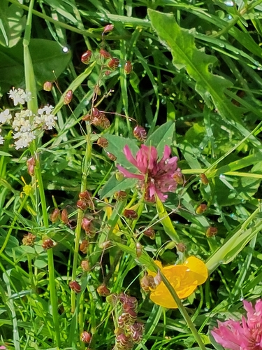 Perennial quakinggrass (Briza media)