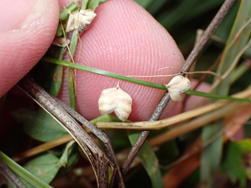 Perennial quakinggrass (Briza media)