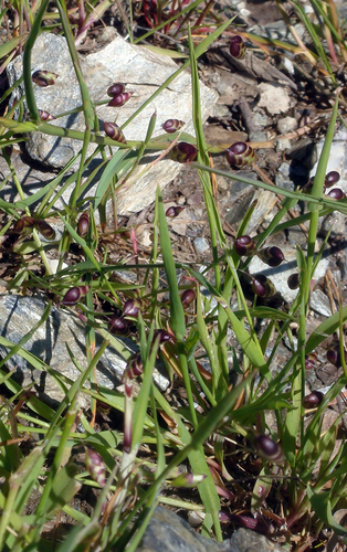 Perennial quakinggrass (Briza media)
