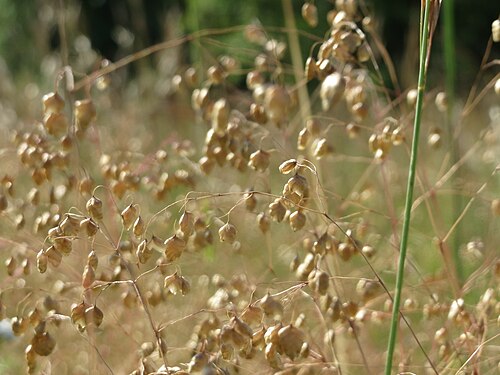 Perennial quakinggrass: Mittleres Zittergras ( Briza media ) bei Nußloch