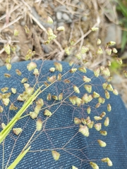 Little quakinggrass (Briza minor)