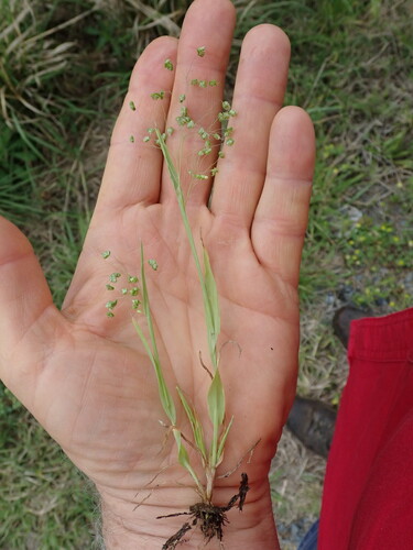 Little quakinggrass (Briza minor)