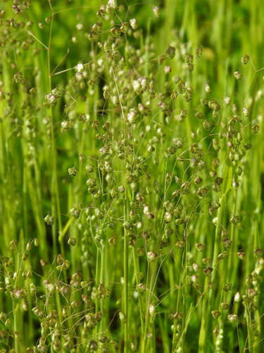 Little quakinggrass (Briza minor)