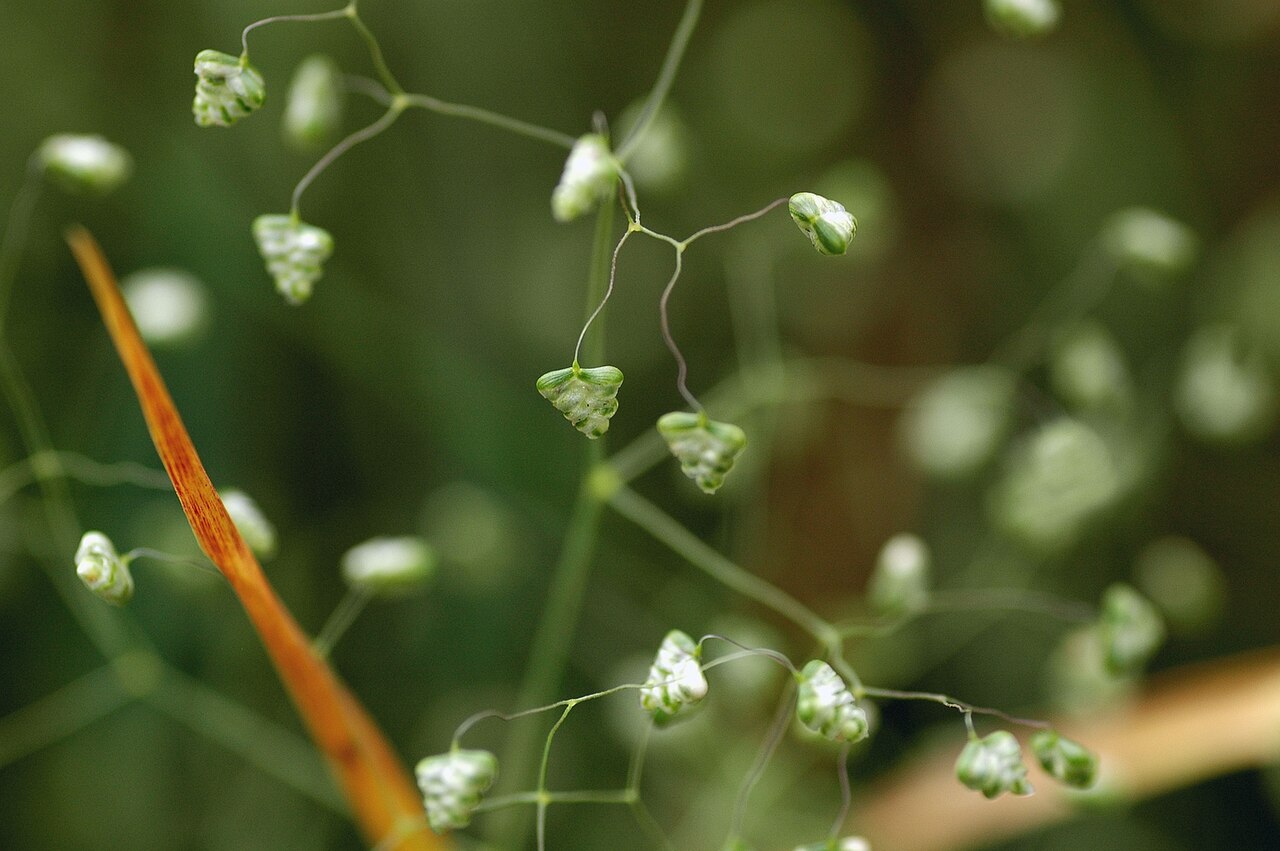 Little quakinggrass: Photograph of Briza minor , taken in Tama city, Tokyo, Japan.