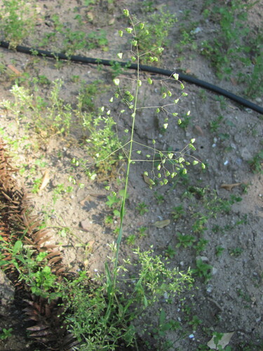 Little quakinggrass (Briza minor)