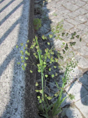 Little quakinggrass (Briza minor)