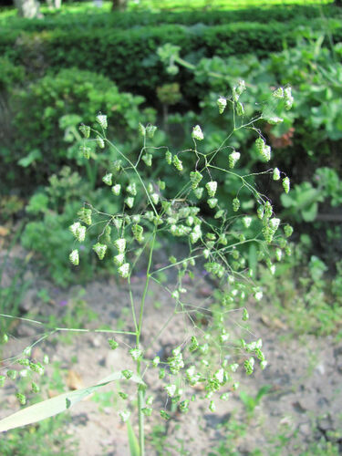 Little quakinggrass (Briza minor)