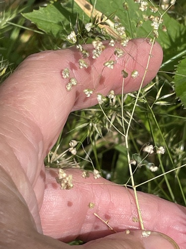 Little quakinggrass (Briza minor)
