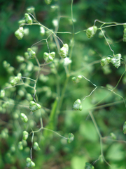 Little quakinggrass (Briza minor)