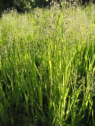 Little quakinggrass: Kleines Zittergras ( Briza minor ) - Habitus