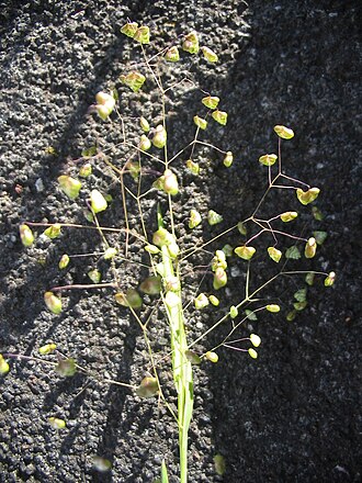Little quakinggrass: Kleines Zittergras ( Briza minor ) - Flowers