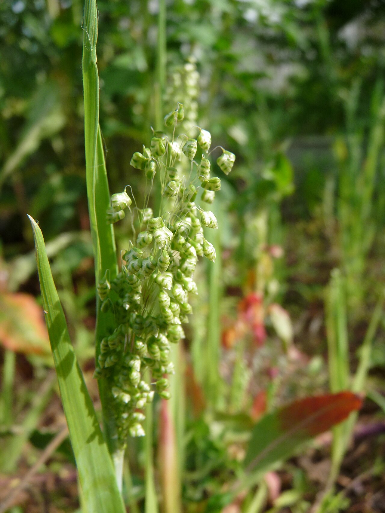 Little quakinggrass: Briza minor in Japan