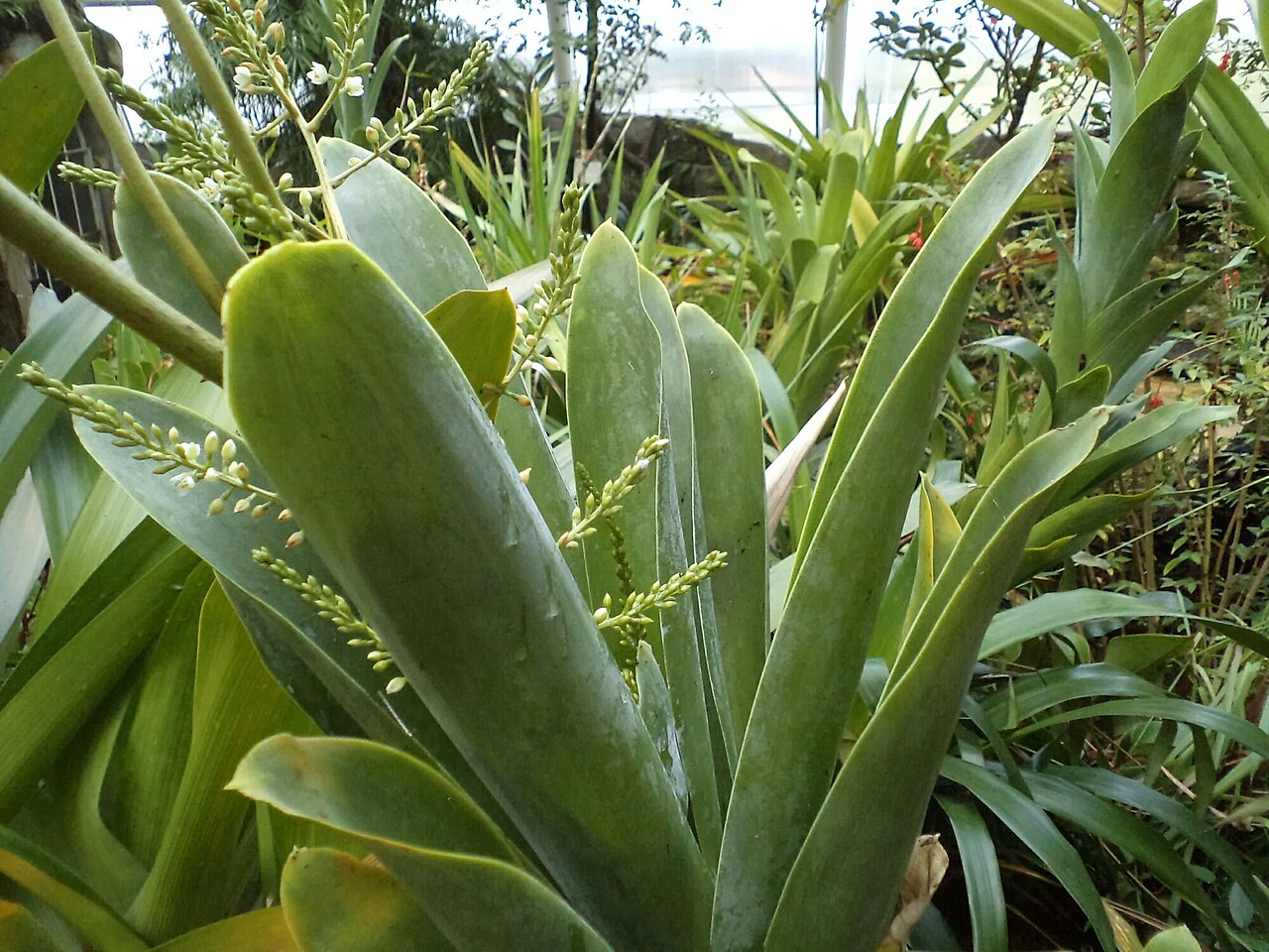 Brocchinia hechtioides: Photo d'une Brocchinia hechtioides carnivore