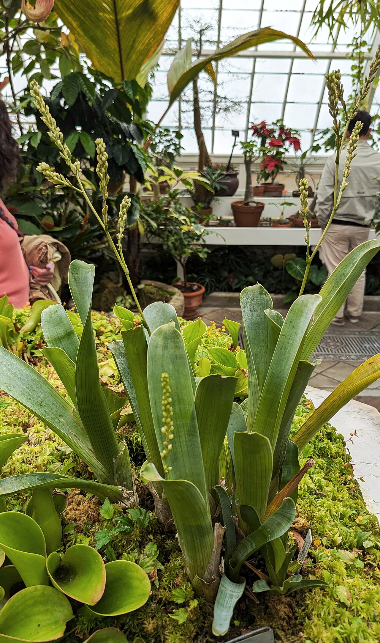 Brocchinia hechtioides: Brocchinia hechtioides - Conservatory of Flowers - San Francisco, California, USA.