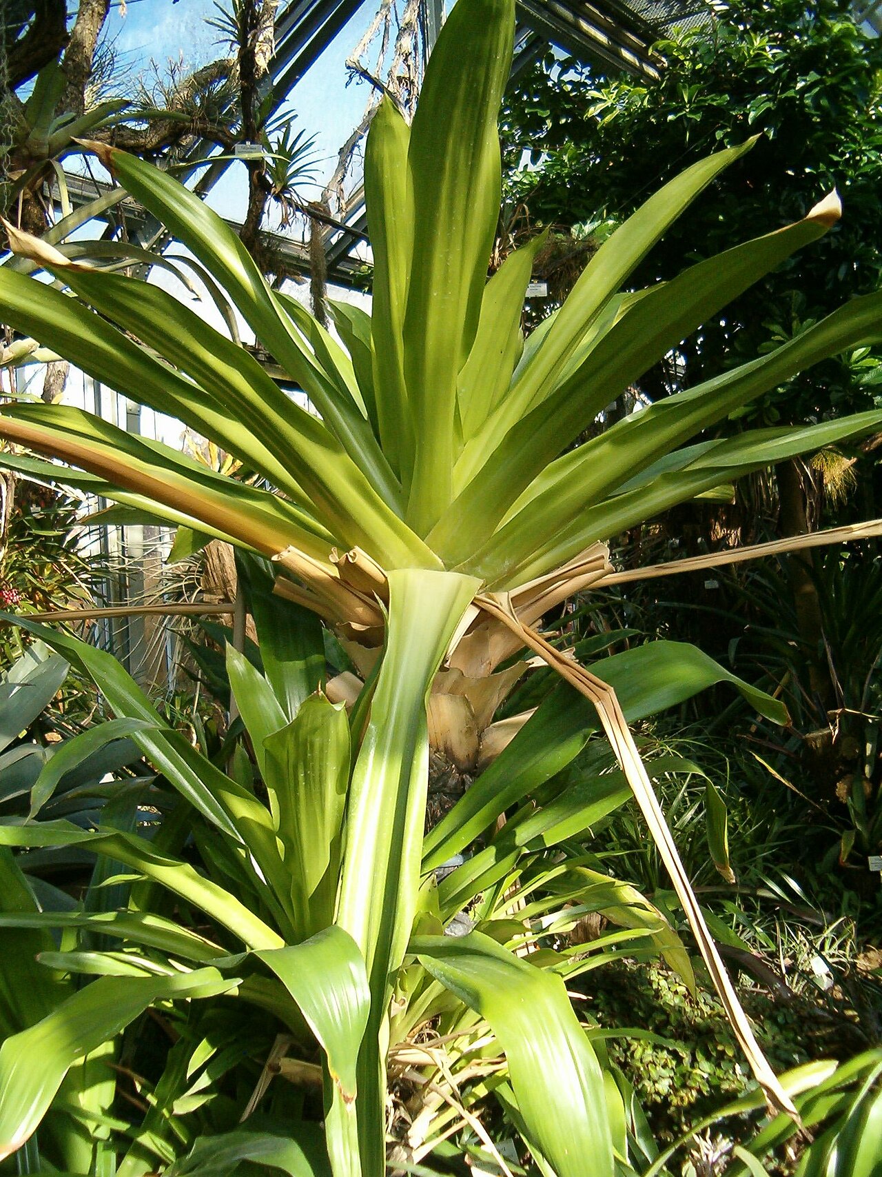 Brocchinia micrantha (Brocchinia micrantha)