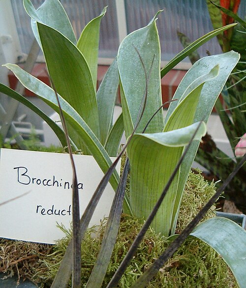 Brocchinia reducta (Brocchinia reducta)