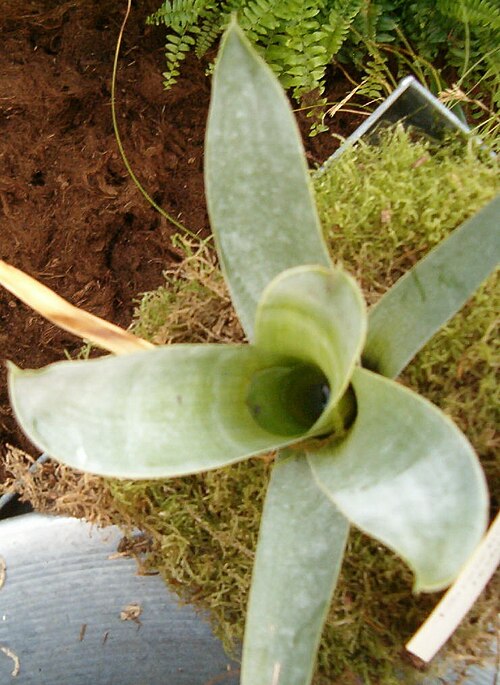 Brocchinia reducta (Brocchinia reducta)
