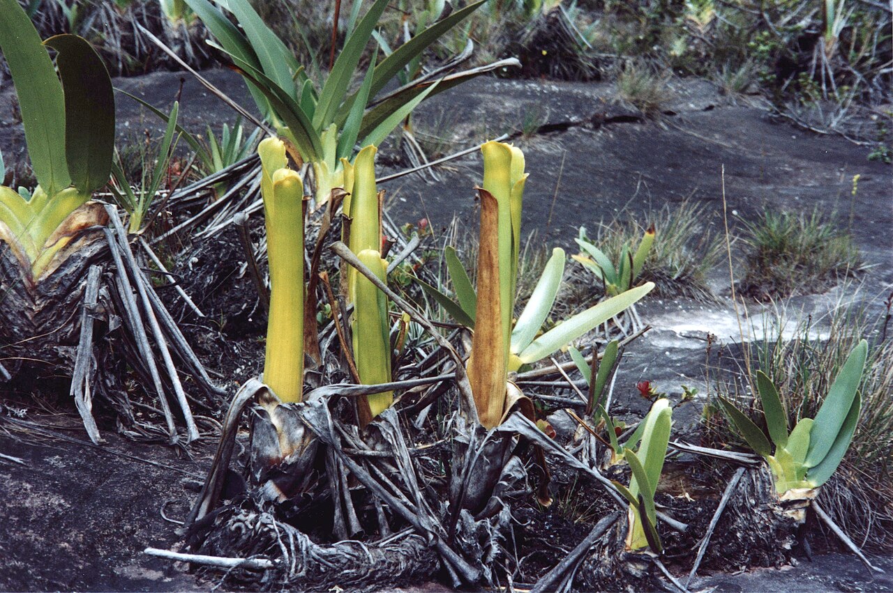 Brocchinia reducta: Brocchinia sp. on Roraima-Tepui , Venezuela