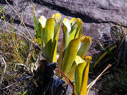 Brocchinia reducta: Brocchinia reducta, Plant of mount Roraima, Venezuela