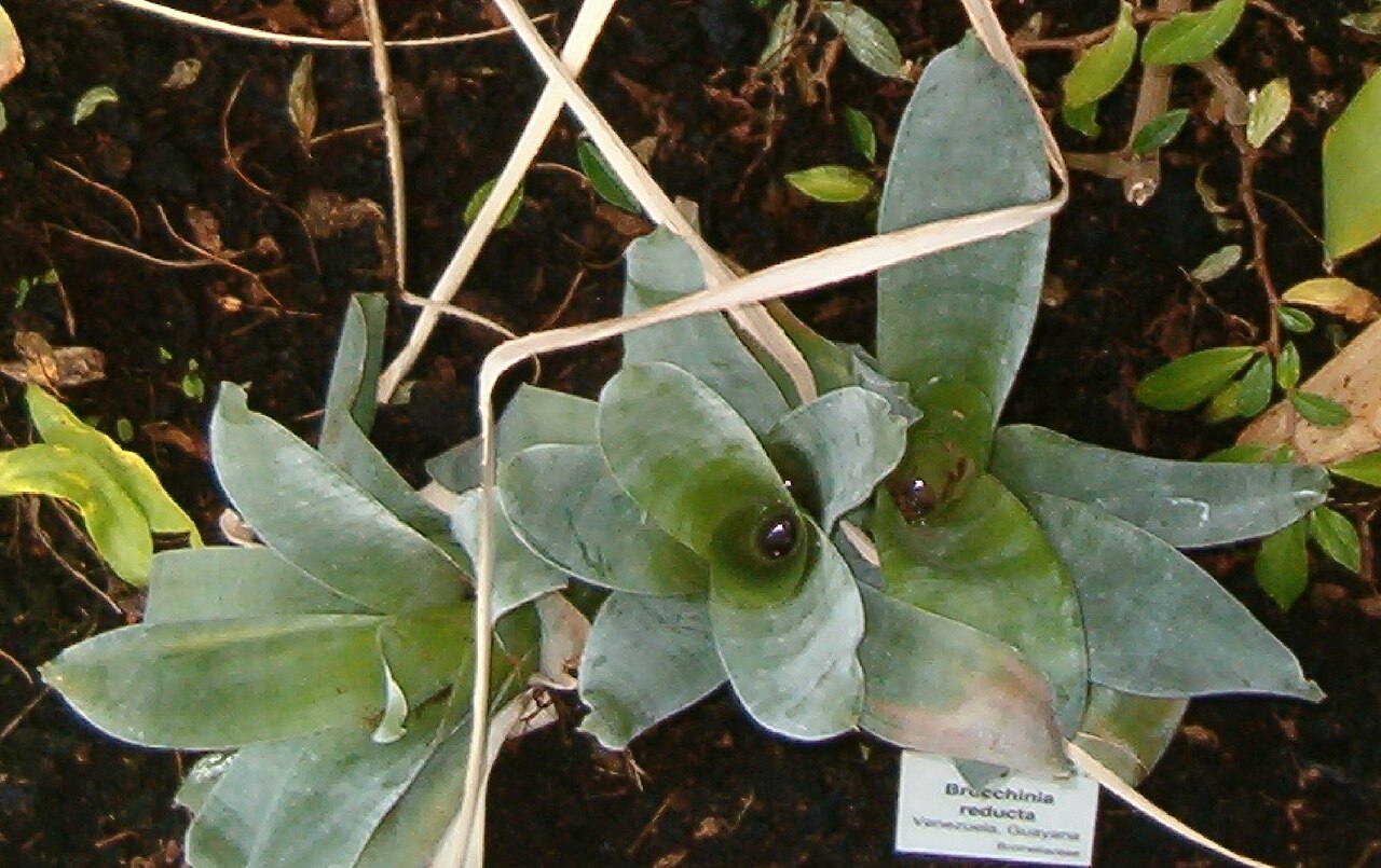 Brocchinia reducta (Brocchinia reducta)