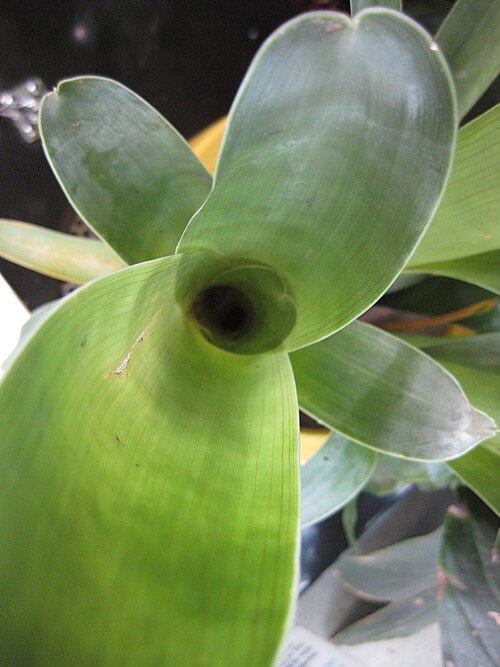 Brocchinia reducta: Photographed at Huntington Gardens (Los Angeles) in March