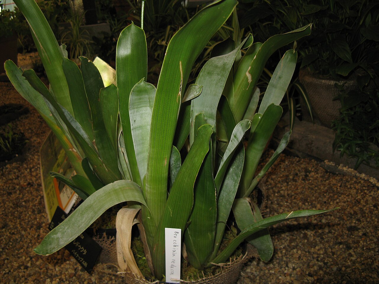 Brocchinia reducta: Brocchinia reducta Place:Osaka Prefectural Flower Garden,Osaka,Japan