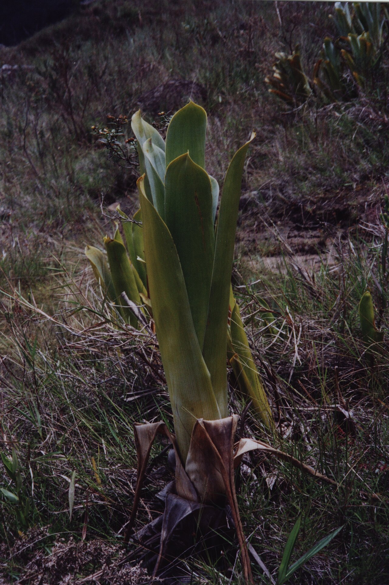 Brocchinia reducta: Broccinia auf dem Roraima-Tepui evtl. Broccinia reducta