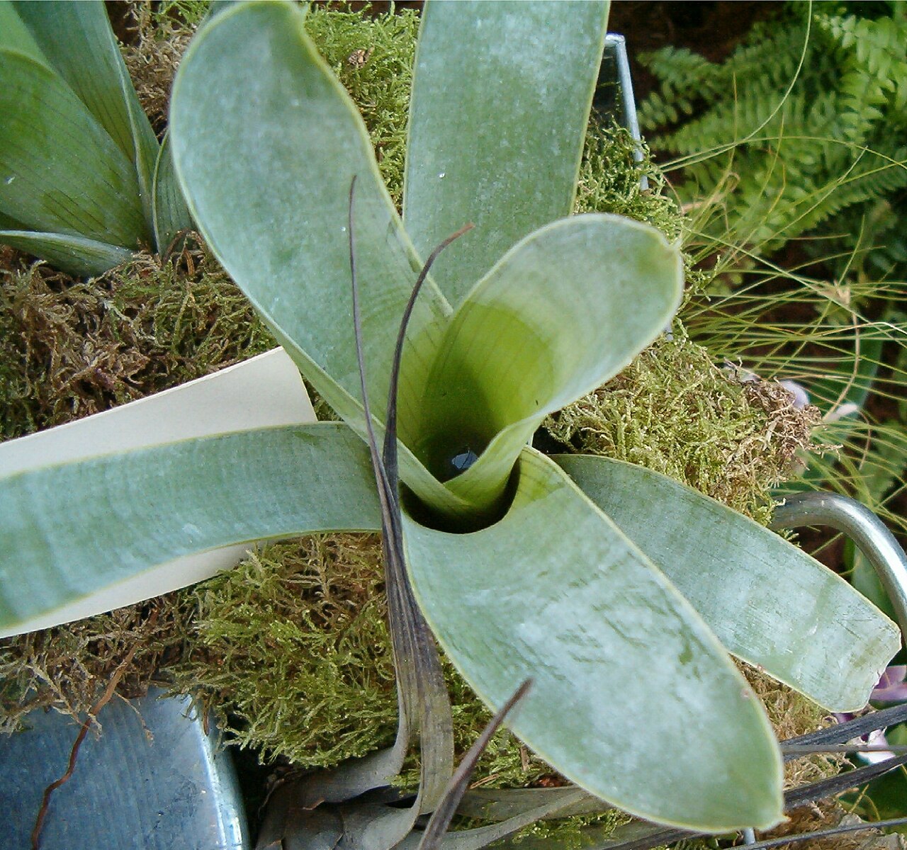 Brocchinia reducta (Brocchinia reducta)