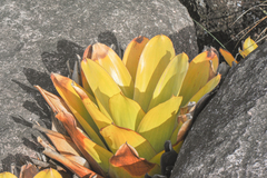 Brocchinia tatei (Brocchinia tatei)