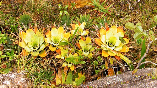 Brocchinia tatei: Bromelias, mount Roraima, Venezuela