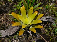 Brocchinia tatei (Brocchinia tatei)