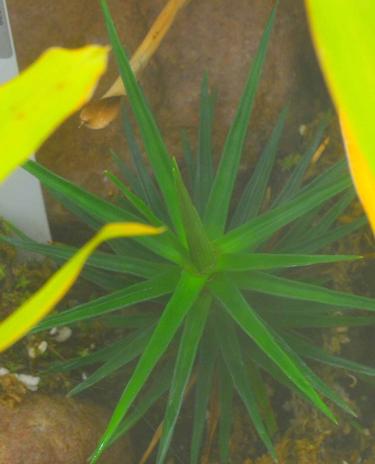Brocchinia uaipanensis: Spécimen de Ayensua uaipanensis , cultivé dans les serres du jardin botanique de Lyon au parc de la Tête-d'Or