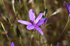 Appendage brodiaea (Brodiaea appendiculata)