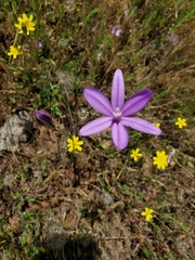 Appendage brodiaea (Brodiaea appendiculata)