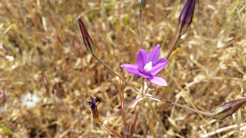 Appendage brodiaea (Brodiaea appendiculata)
