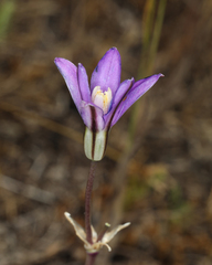 Appendage brodiaea (Brodiaea appendiculata)