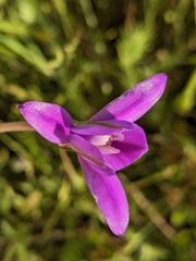 Appendage brodiaea (Brodiaea appendiculata)