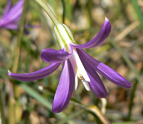 Appendage brodiaea: Brodiaea appendiculata — Appendage brodiaea, Hoover's brodiaea. At the University of California Botanical Garden , Berkeley Hills, California.