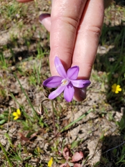 Appendage brodiaea (Brodiaea appendiculata)