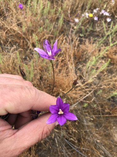 Appendage brodiaea (Brodiaea appendiculata)
