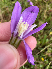Appendage brodiaea (Brodiaea appendiculata)